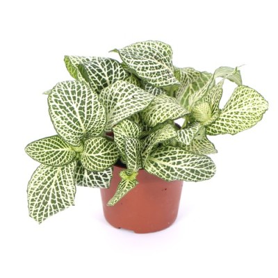 Fittonia Verde & Blanca